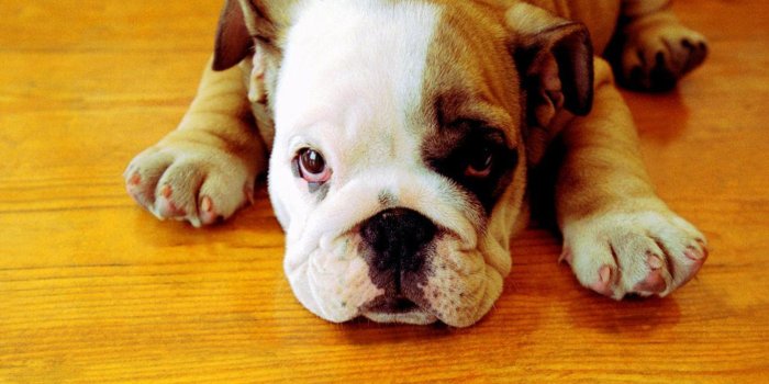 1920x1080 Bulldog Puppy Wallpaper | Bulldogs | Bulldog puppies, American
