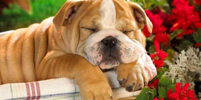 3840x2160 English Bulldog Wallpapers