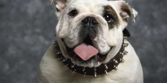 1920x1200 Bulldog 4K wallpapers for your desktop or mobile screen free and easy to  download