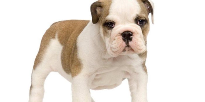 1920x1200 Beautiful, English, Bulldog, Puppy, Top, HD, Wallpaper, For, Desktop