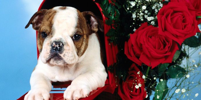 2100x1575 Cute English Bulldog Puppy Wallpaper-Free HD Downloads