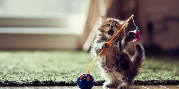 1440x900 Cute Kitten Wallpaper for Android - APK Download