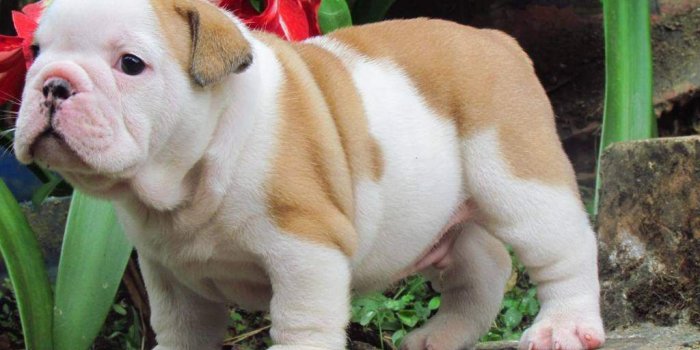1024x768 How Good English Bulldog Puppies For Adoption Are Wallpaper And Cute