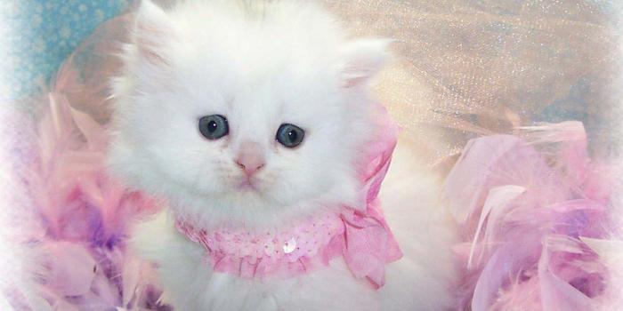 1220x965 Free Cute Kitten Wallpapers