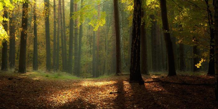 1920x1080 Forest Landscape Wallpapers For Android | emy elbadry | Forest