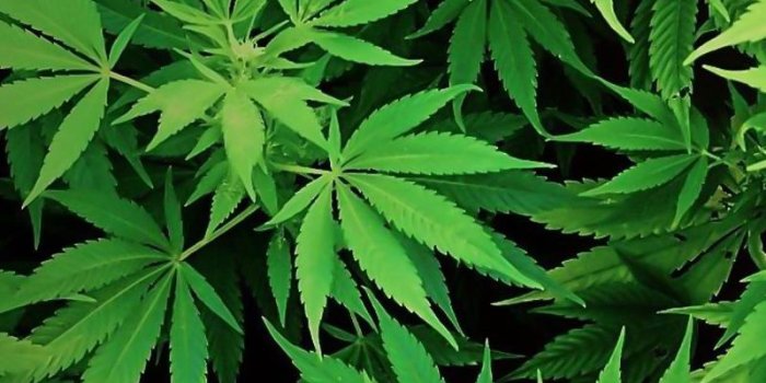 800x1280 Weed Wallpaper for Android - APK Download