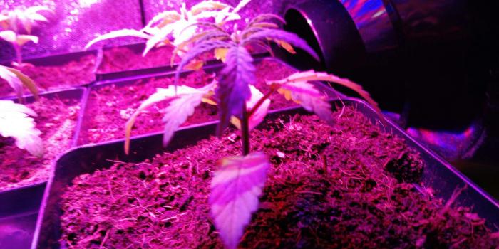 2048x1152 Cherry Bomb Auto First Time Grow - Houseplant (#581661) - HD
