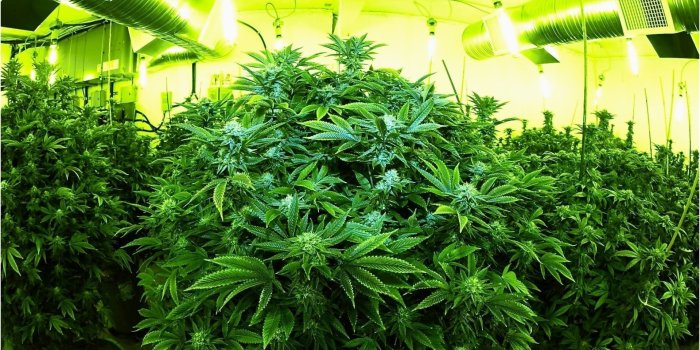 1920x1080 Marijuana Wallpaper Luxury 420 Wallpaper Hd - Weed Full Hd Wallpaper