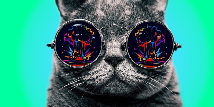 1920x1200 65+ Dope Cat Wallpapers - Download at WallpaperBro