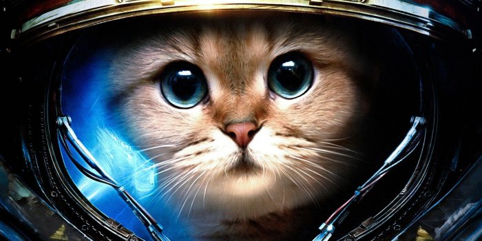 1920x1080 68+ Lirik Cat Wallpapers on WallpaperPlay
