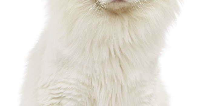 1090x1600 Turkish Van Cat Breed | Turkish Van | Turkish van cats, Turkish van