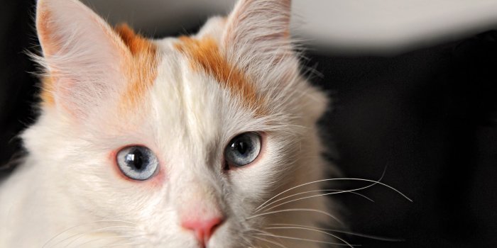 1920x1440 Eclipse, a female Turkish Van cat 1920x1440 Wallpaper | Animals