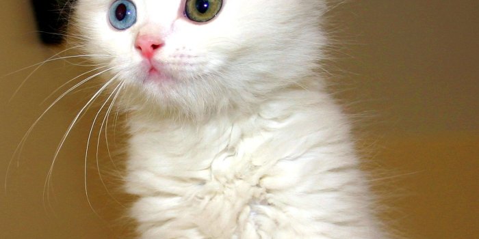 1268x1392 Turkish Van kitten photo and wallpaper. Beautiful Turkish Van kitten
