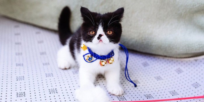 1332x850 Wallpaper cat, decoration, kitty, background, toy, eyes, small, pers