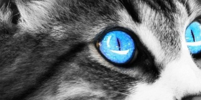 1242x2688 Download 1242 X 2688 Iphone Xs Max For Black And White Cat