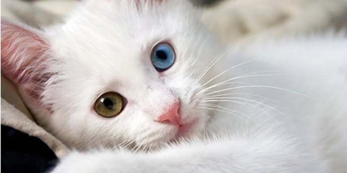 1280x800 Van Kedisi | Cats Wiki | FANDOM powered by Wikia