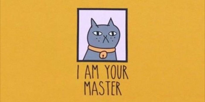 720x1190 Jo =^,^= Allen on _♡My Cats Own Me♡_ in 2019 | Cats, Cat