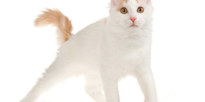 1024x768 Turkish Van | Cats | Breed Information | Omlet