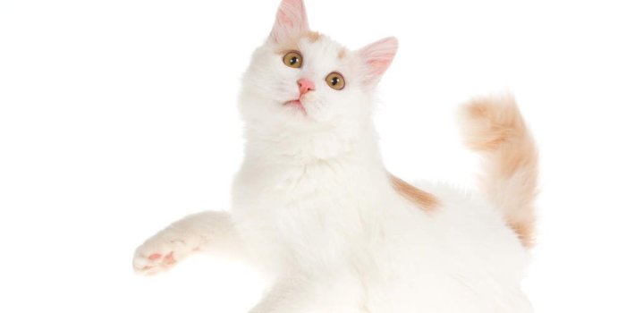 1024x768 Turkish Van | Cats | Breed Information | Omlet