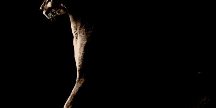 1488x1116 70+ Puma Wallpapers - Download at WallpaperBro