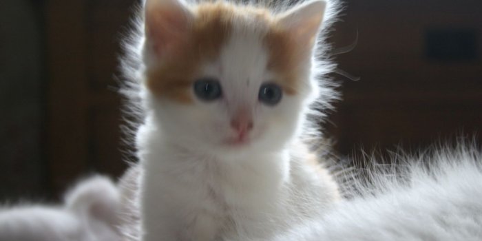 1280x853 Turkish Angora Kitten wallpaper Gallery