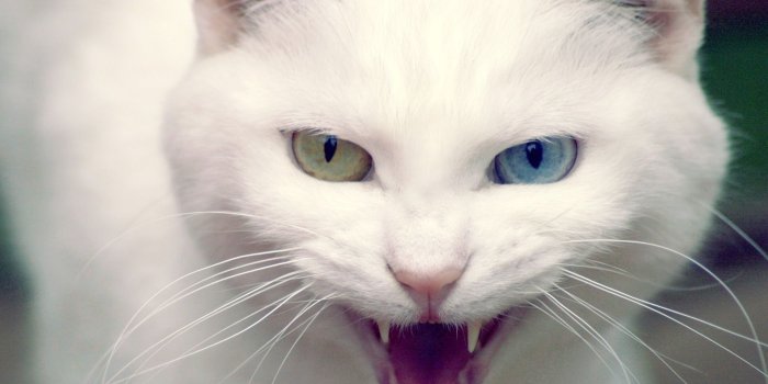 1920x1080 No matters what is your display resolution? This Wild White Cat