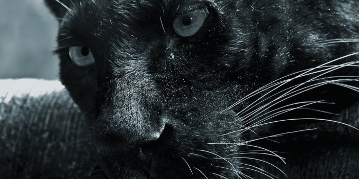 1600x1000 47+] Puma Wallpaper HD on WallpaperSafari