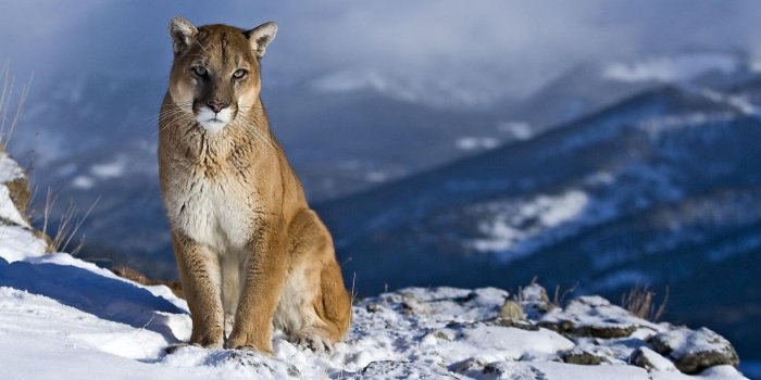 2560x1440 62+ Pumas Wallpapers on WallpaperPlay