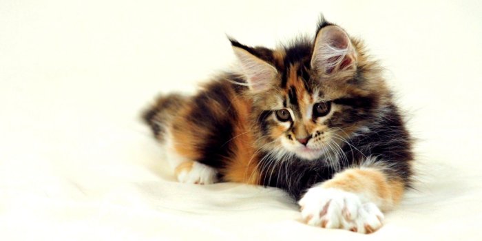 1520x846 Beautiful Brown Maine Coon Cat Pictures Hd Desktop Wallpapers Maine