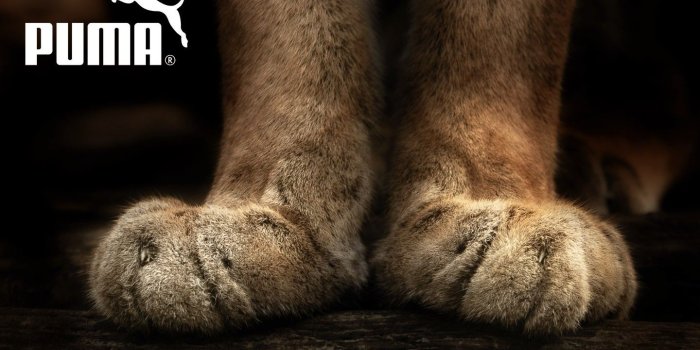 1440x900 Puma Logo HD Wallpaper | Welcome To StarChop