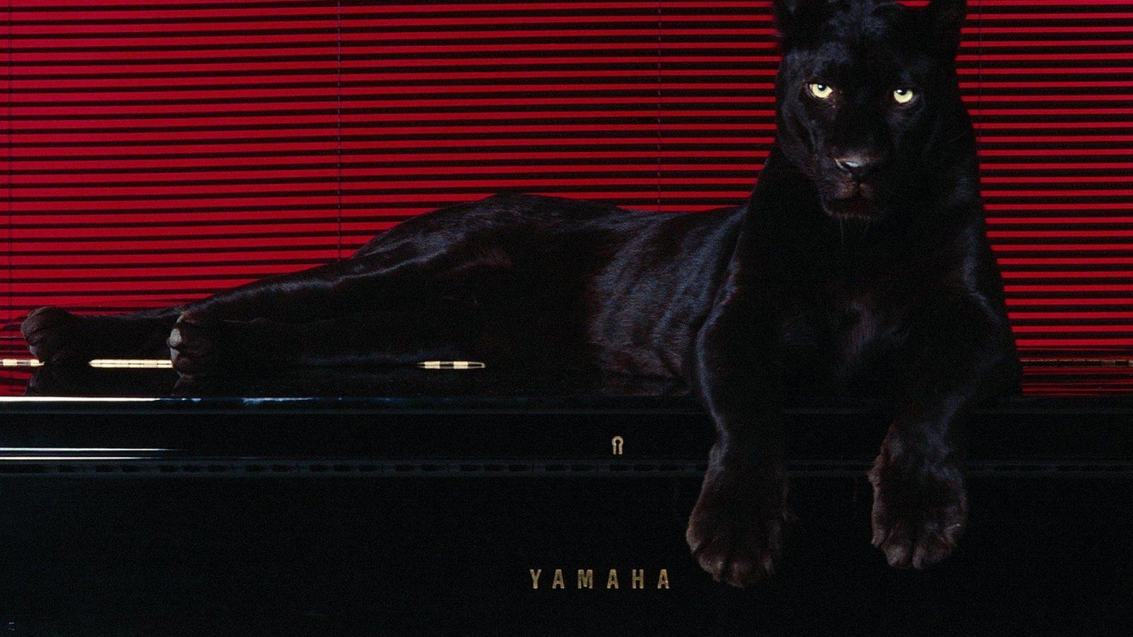 1920x1080 animals, Puma, Pantera Wallpapers HD / Desktop and Mobile Backgrounds