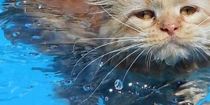 1600x1600 Maine Coon Cat Beats Summer Heat with a Swim in the Family Pool