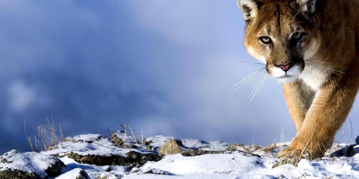 1920x1200 Puma HD Wallpapers | 7wallpapers.net