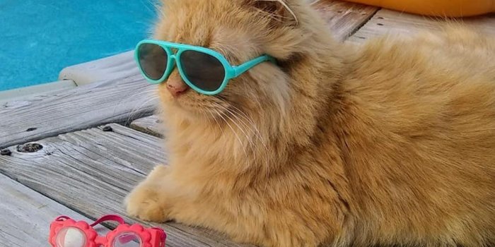 1600x1600 Maine Coon Cat Beats Summer Heat with a Swim in the Family Pool