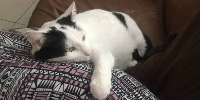 2048x1536 Turkish Van Cats: 5 Fascinating Things You Should Know | TheCatSite