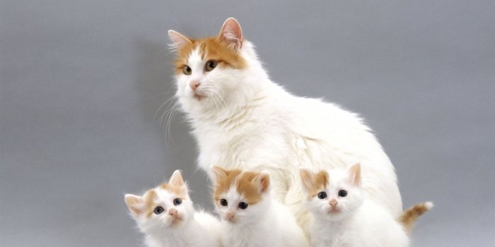 1920x1440 Turkish Van History, Personality, Appearance, Health and Pictures