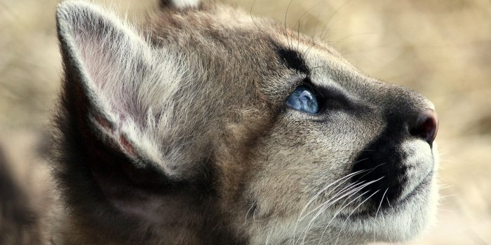 1920x1080 Puma ❤ 4K HD Desktop Wallpaper for 4K Ultra HD TV • Wide & Ultra