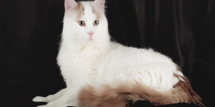 1024x768 70 Adorable Turkish Van Cat Pictures And Images