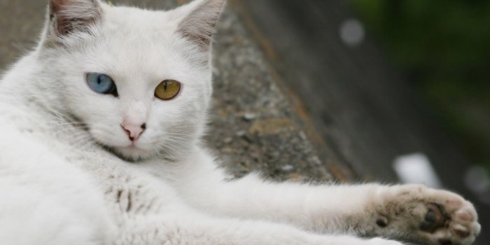 1600x1200 Turkish Angora Kitten wallpaper Gallery
