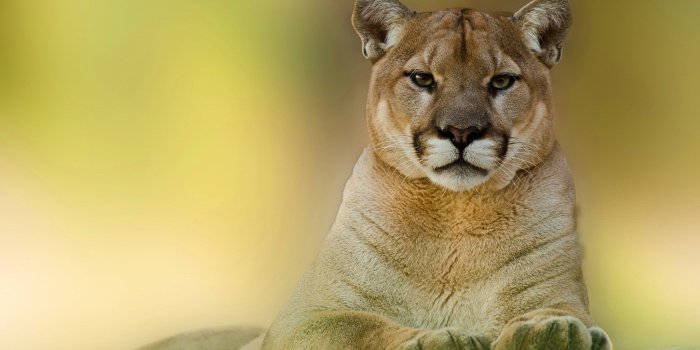 2048x1200 Puma Wallpaper - Puma Animal Wallpaper Hd (#1603131) - HD Wallpaper