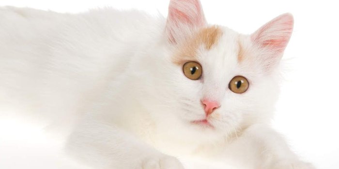 1024x768 Turkish Van | Cats | Breed Information | Omlet