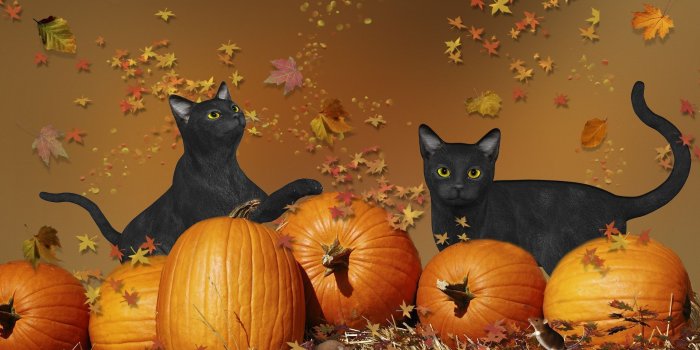 1920x1080 45+ Halloween Kitten Wallpapers - Download at WallpaperBro