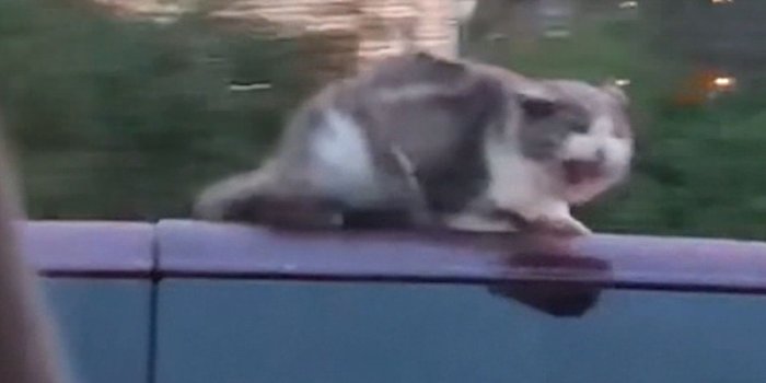 1920x1080 Cat clings to car roof at 60 mph