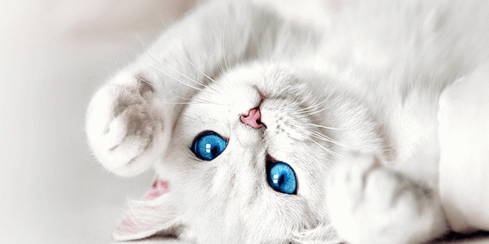 1600x1200 White Kitten with Blue Eyes Wallpaper | Cuteness | White kittens