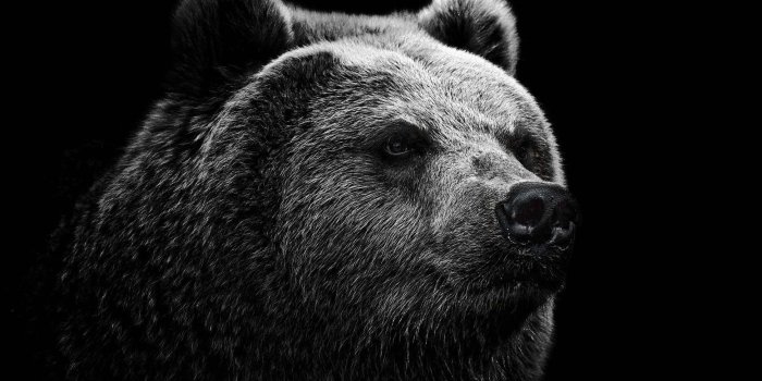 1946x1234 Cool Bear Pictures on Animal Picture Society