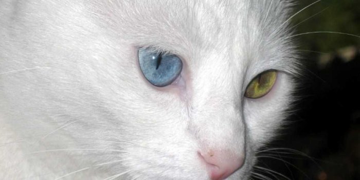 1024x768 Cat Breeds Turkish Van Cat -