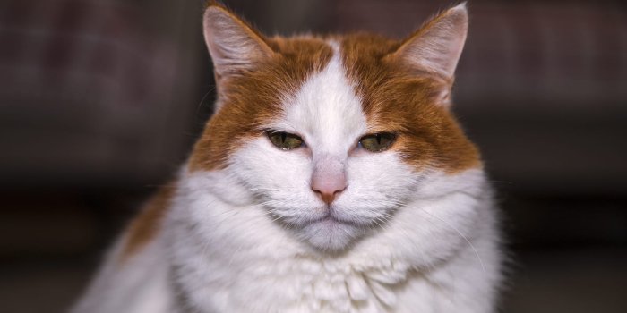 1600x1067 Does Your Cat Have A Bit Of This Trait? Most Talkative Cat Breeds