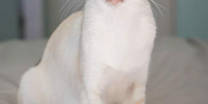 1024x1537 Why Siamese cats have become scarce in South Africa