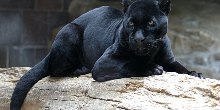 1680x1050 Black puma HD wallpaper | Wallpaper Flare