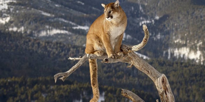 1333x750 National Park, Felidae, Cat, Puma, Animal HD Wallpaper, Animals